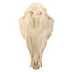 3D-printed fox skull for self-painting (16cm)